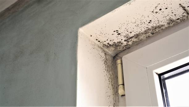 Best Attic Mold Removal  in Seaville, NJ