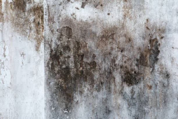 Best Commercial Mold Inspection  in Seaville, NJ