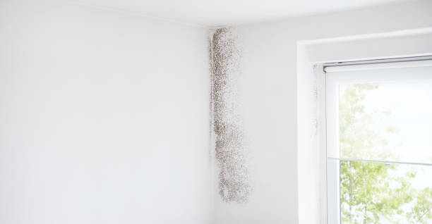 Best Black Mold Removal  in Seaville, NJ