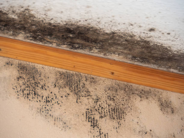Trusted Seaville, NJ Mold Removal Experts