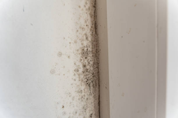 Environmental Consulting for Mold Prevention in Seaville, NJ